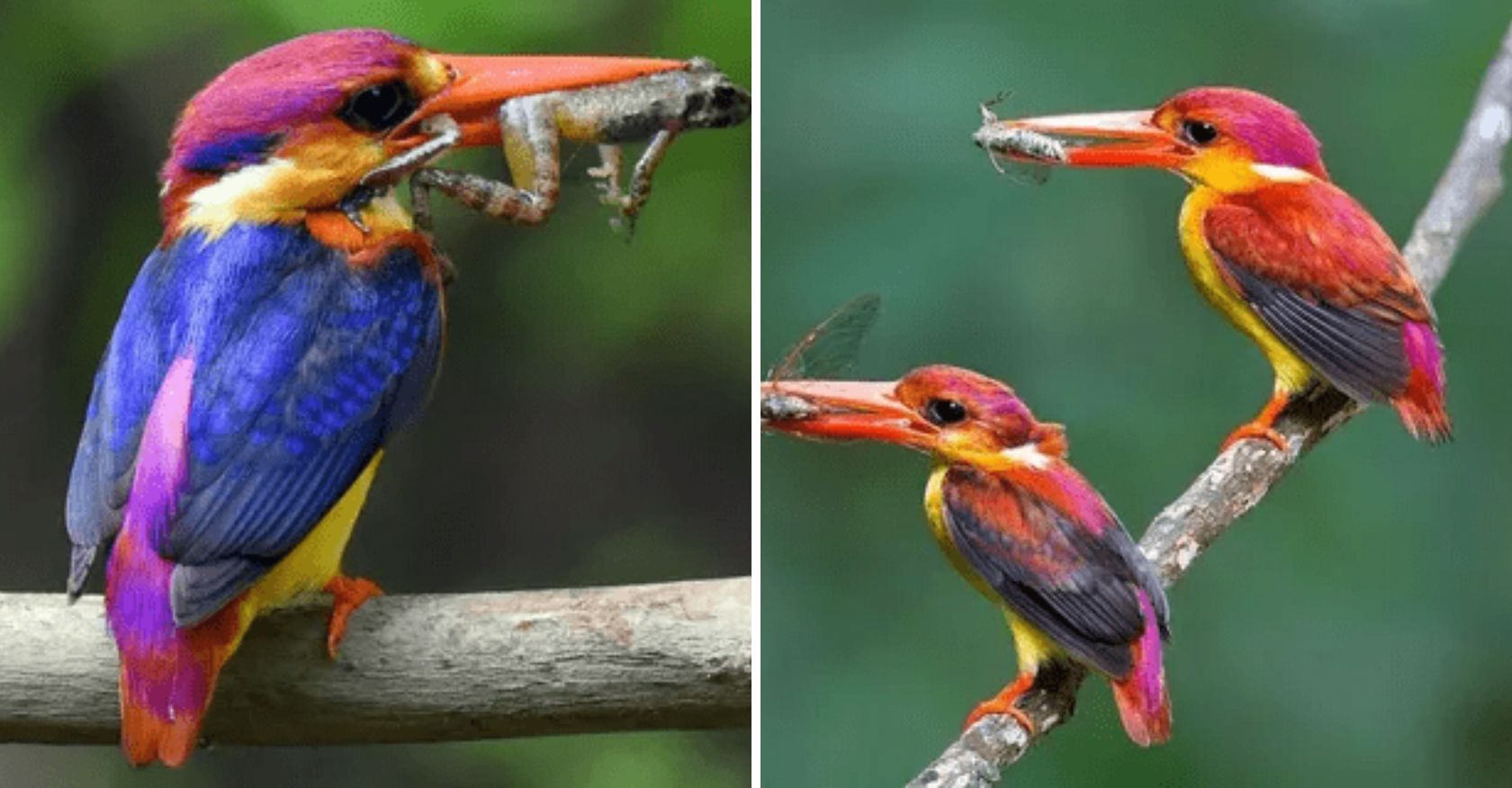 The Dwarf Kingfisher Has An Extremely Rare Color That Is Difficult To Find In The Wild