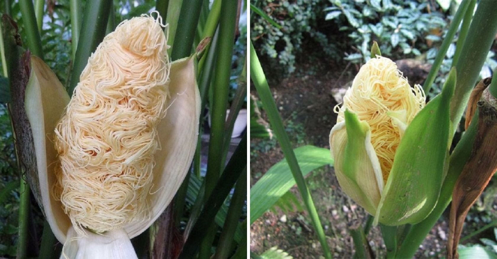 Discovering Nature's Culinary Doppelganger: The Intriguing Noodle-Like Flowering Plant